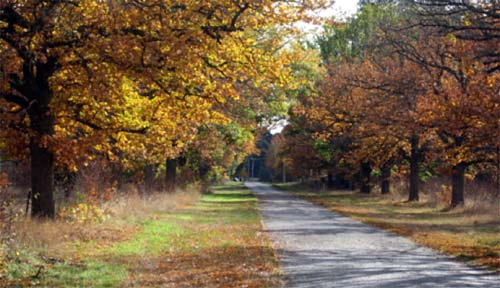 Linton's Avenue of Honour, Denison Street